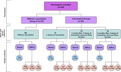 Detection of anti-SARS-CoV-2 salivary antibodies in vaccinated adults